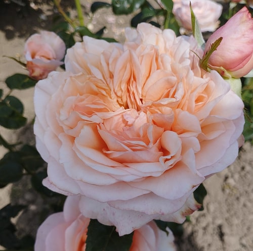 Метаморфозе (Metamorphose)