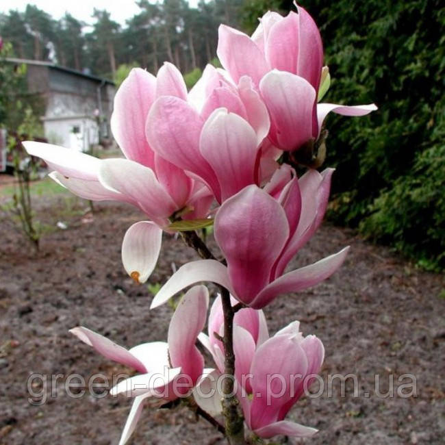 Магнолія оголена Ароматна хмара Magnolia "Fragrant Cloud" h 150-170