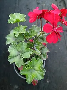 Пеларгонія ампельна Moonflair Red (в горщику р.9)