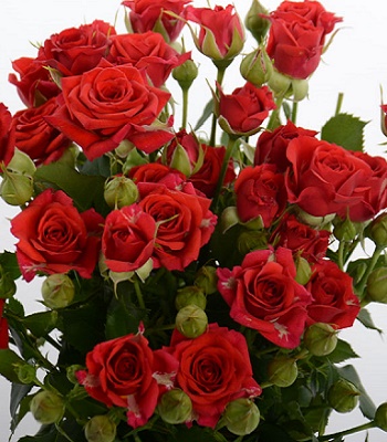 🌹 Троянда спрей "Мірабель"