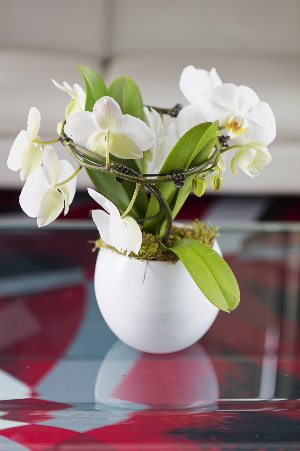 Phalaenopsis / Phalaenopsis plante d'intérieur