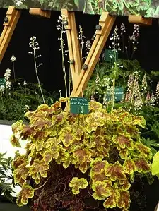 Гейхера Solar Eclipse у горщику р.12