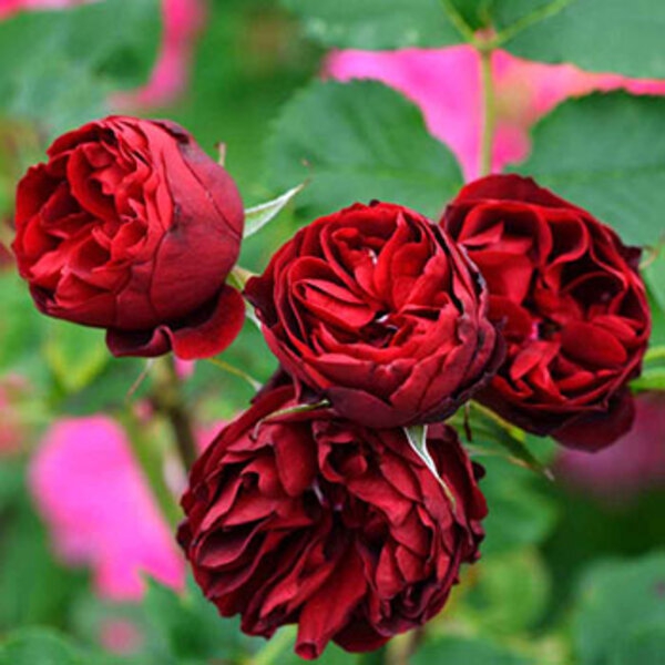 Хоуп фо Х’юменіті (Hope for Humanity)