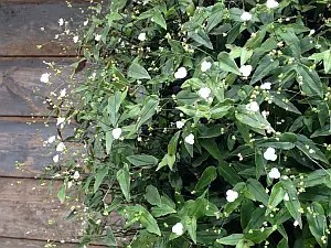 Традесканція Гібазіс (Фата нареченої)