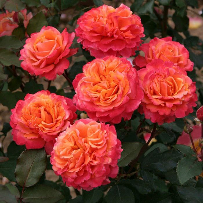 Френезі (Frenesie)