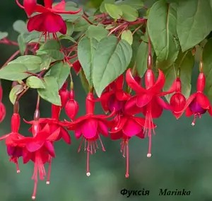 Фуксія ампельна "Marinka"