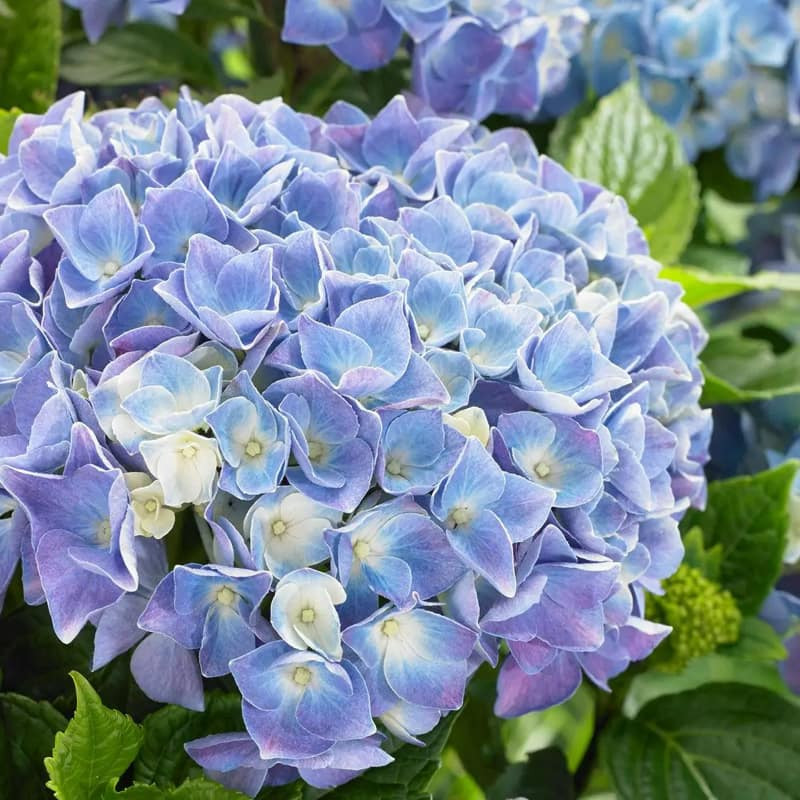 Гортензія великолиста Blue Ballad