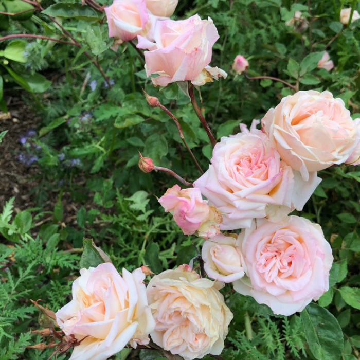 Mademoiselle Franziska Krüger - Франческа Крюгер