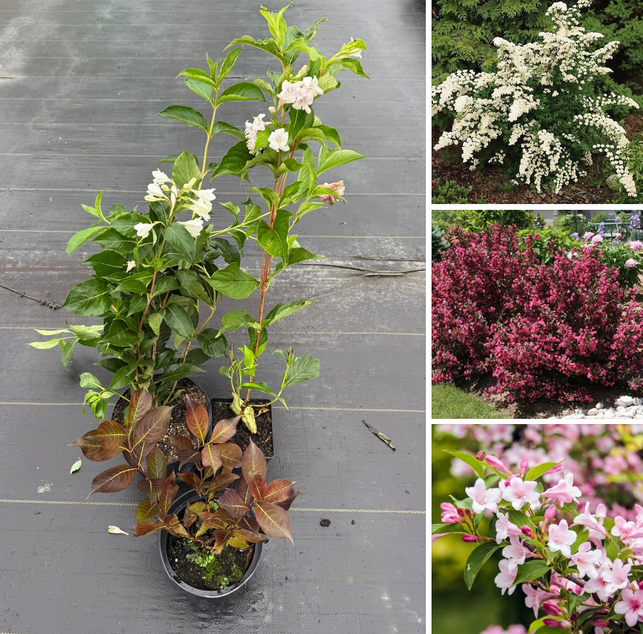 Набір вейгел