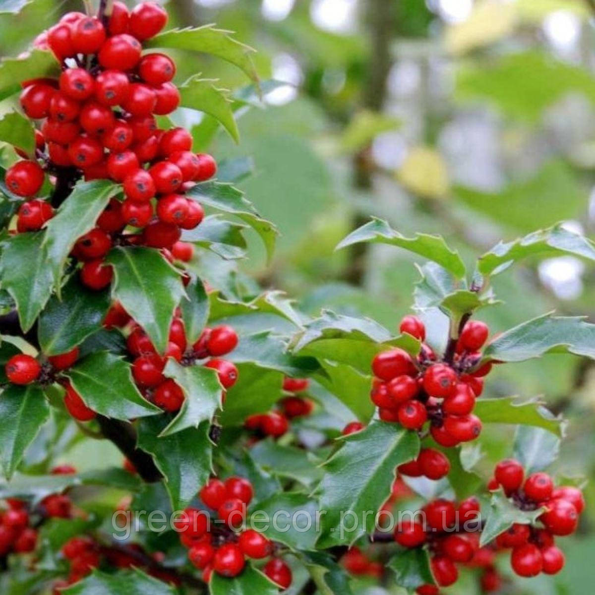 Падуб Блу мейд (Ilex Maeserve 'Blue Maid') h100