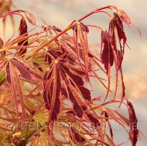 Клен японський "Маніо-но-сато". Acer palmatum "Manyo-no-sato"./h90-100