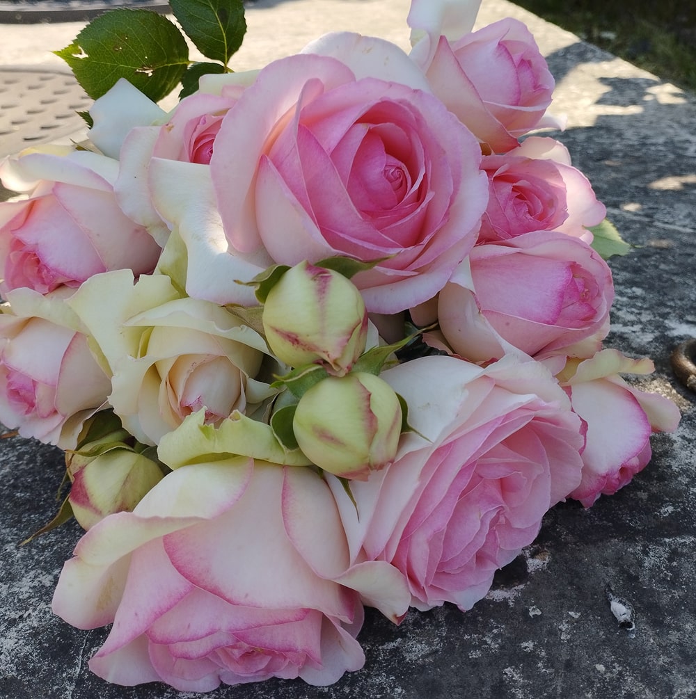 П'єр де Ронсар (Pierre de Ronsard)