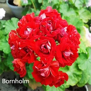Пеларгонія розебудна Bornholm (касетна розсада).