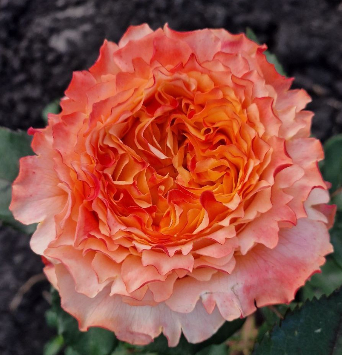 Троянда каралуна 2 р(ЗКС)