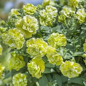 Петунія махрова Tumbelina Matilda (касетна розсада).