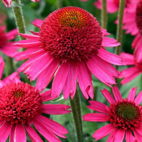 Ехінацея Делішес Кенді в 0,5л. горщику