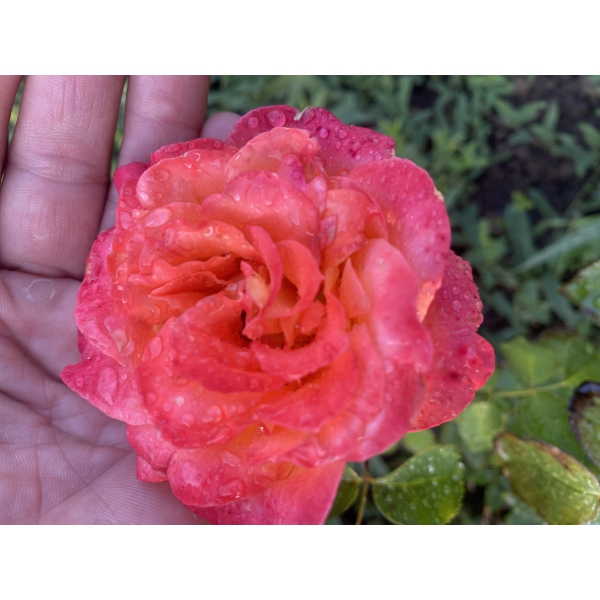 Лунний Свєт — Lunnij Svet