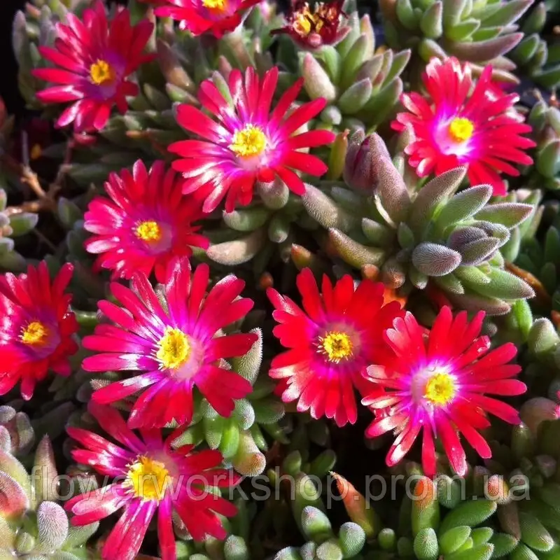 Делосперма Jewel of Desert Garnet в горщику р.10