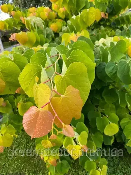 Церцис канадський "Східне Сонце" Cercis canadensis ‘The Rising Sun’ /h50-60