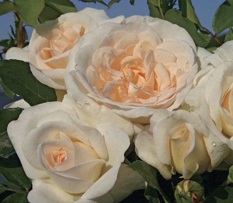 Космос (Kosmos)