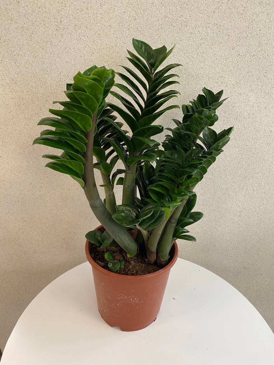 Zamioculcas