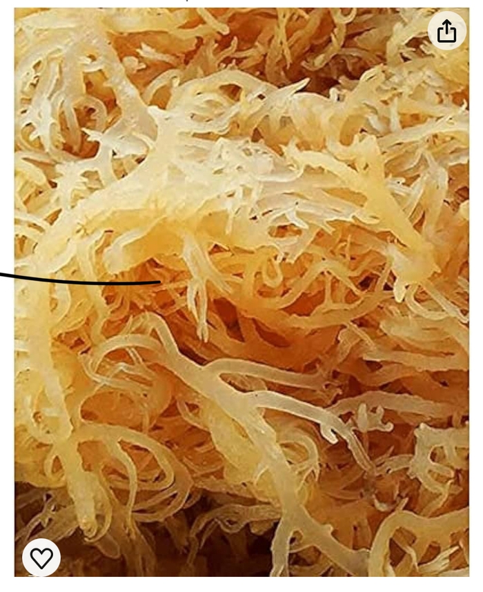 Irish Moss 8 oz Bag