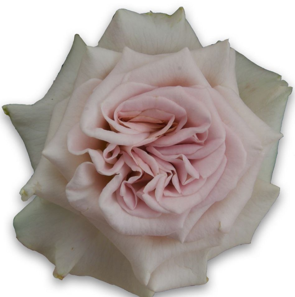 Містік Моментс (Mystic Moments)