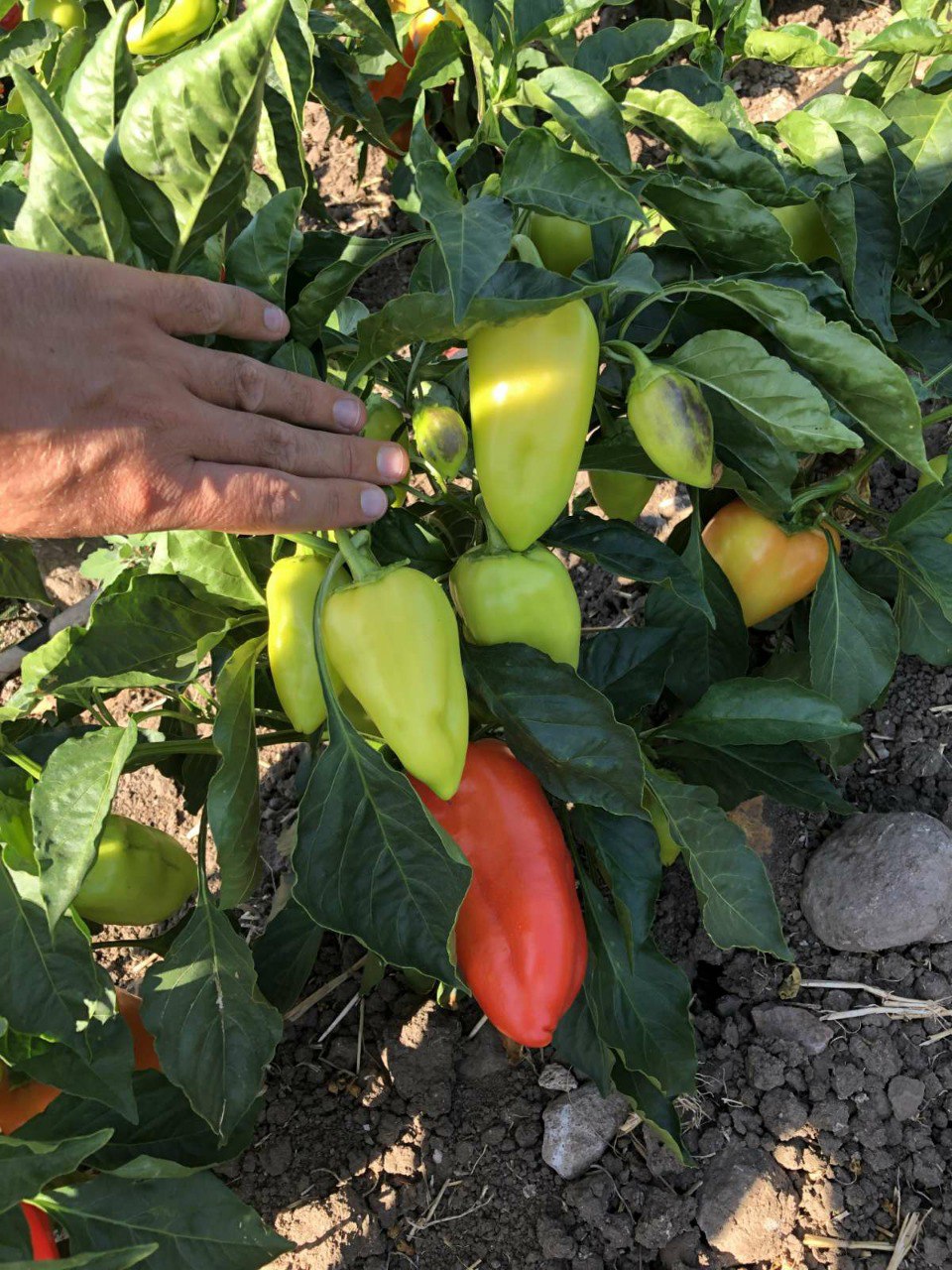 MONALIZA F1 Tatlı Biber 1000Tohum