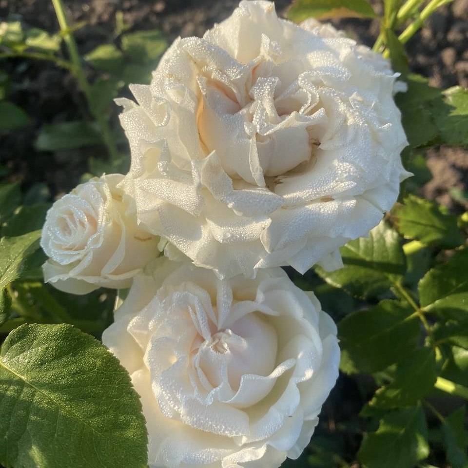 Коттон Експрешн (Cotton X-Pression)