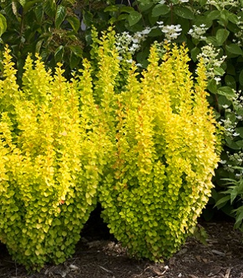 🌿 Барбарис "Maria" (Berberis thunbergii "Maria")