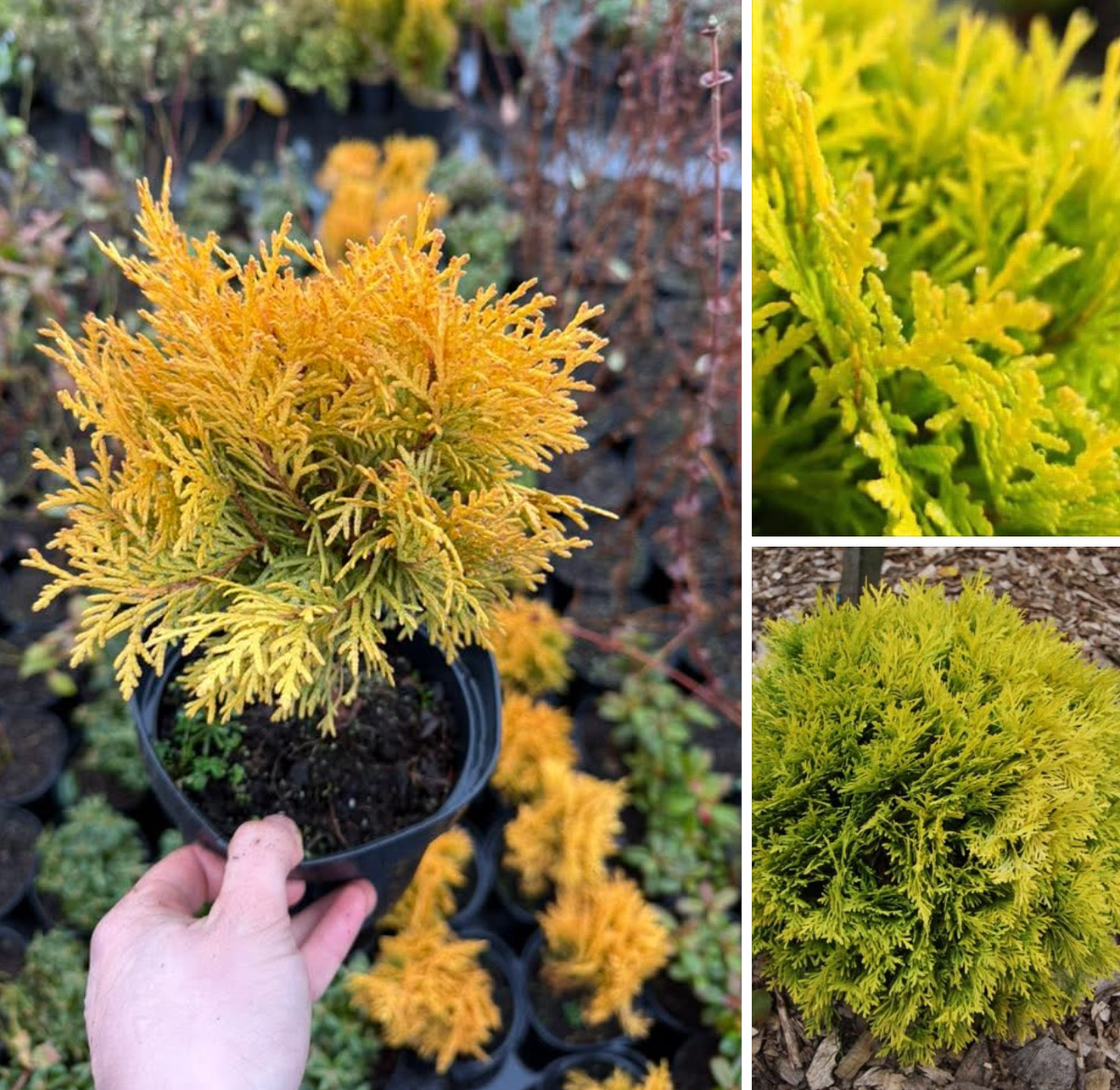 Туя карликова Амбер глоу