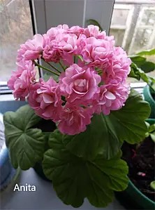 Пеларгонія розебудна Anita (касетна розсада).