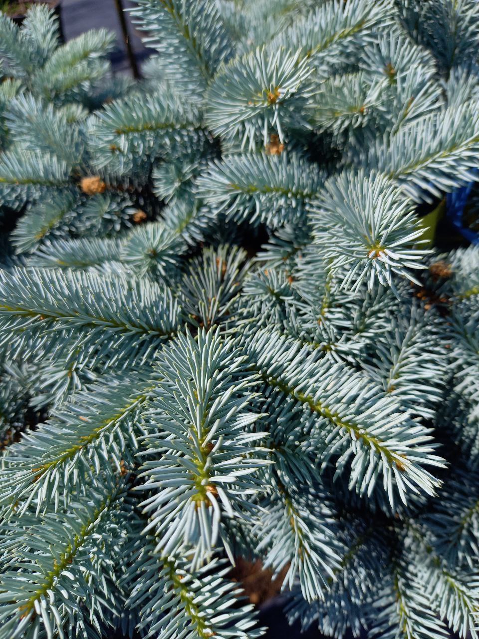 Ялина Glauca Globosa штамб (Ра)