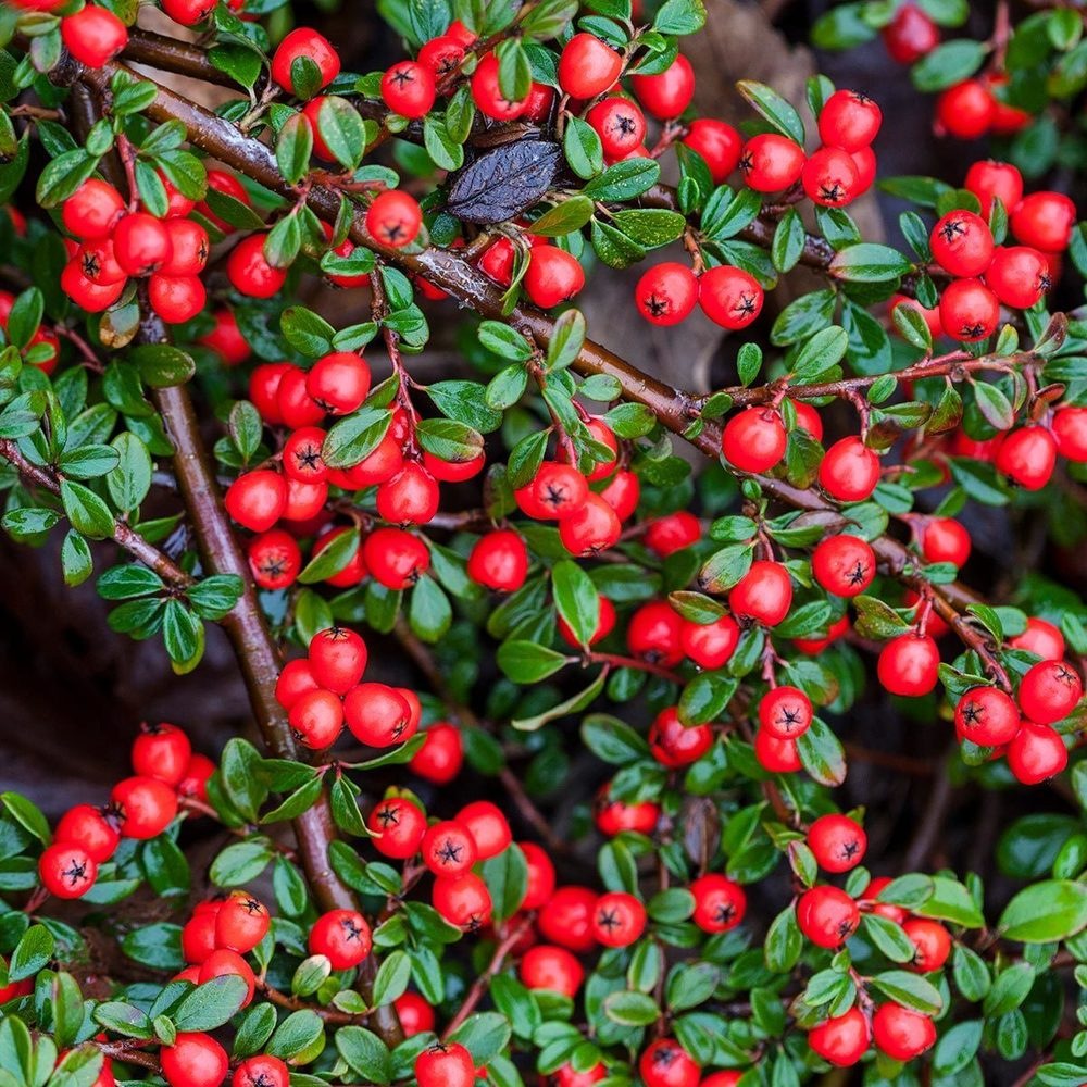 Кизильник "Coral Beauty"