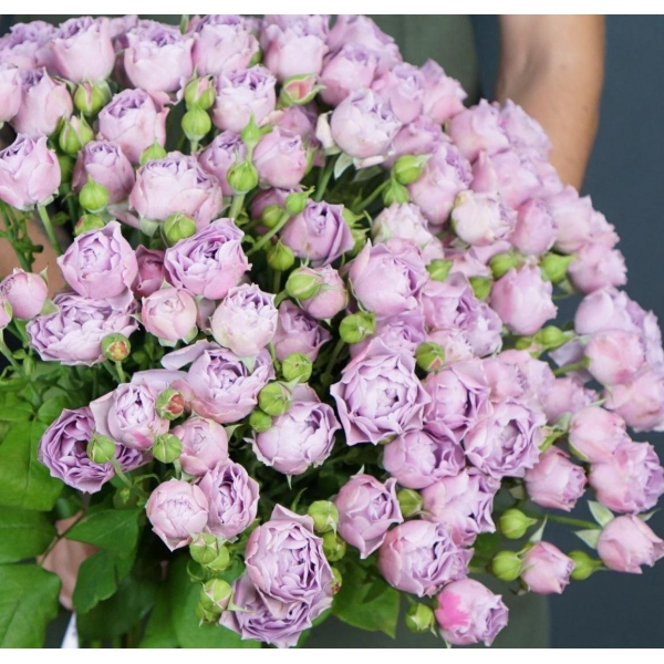 Левендер Баблз — Lavender Bubbles