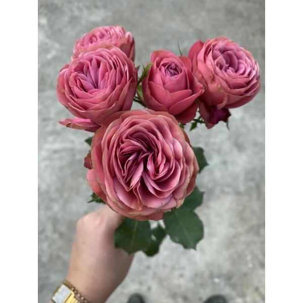 Антік Трендсеттер (спрей) — Antique Trendsetter