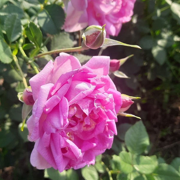 Ізабелла Скіннер — Isabella Skinner