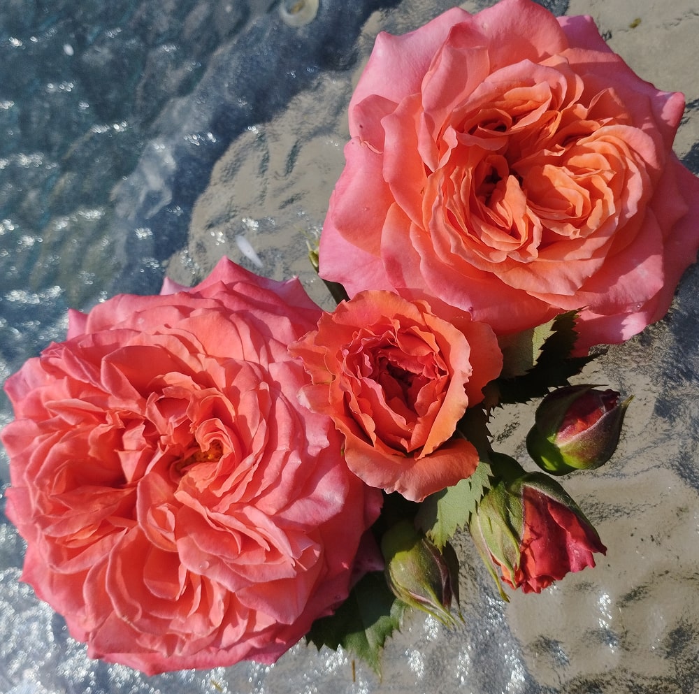 Емільєн Гійо (Emilien Guillot)