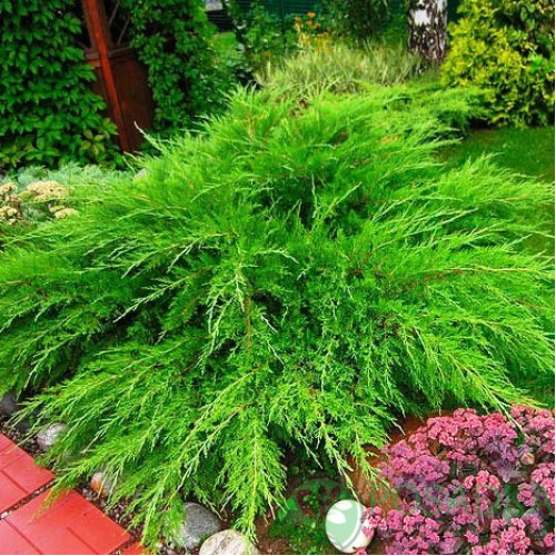 Ялівець середній Mint Julep