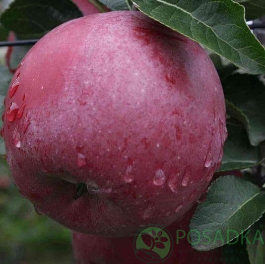 Яблуня Ентерпрайз