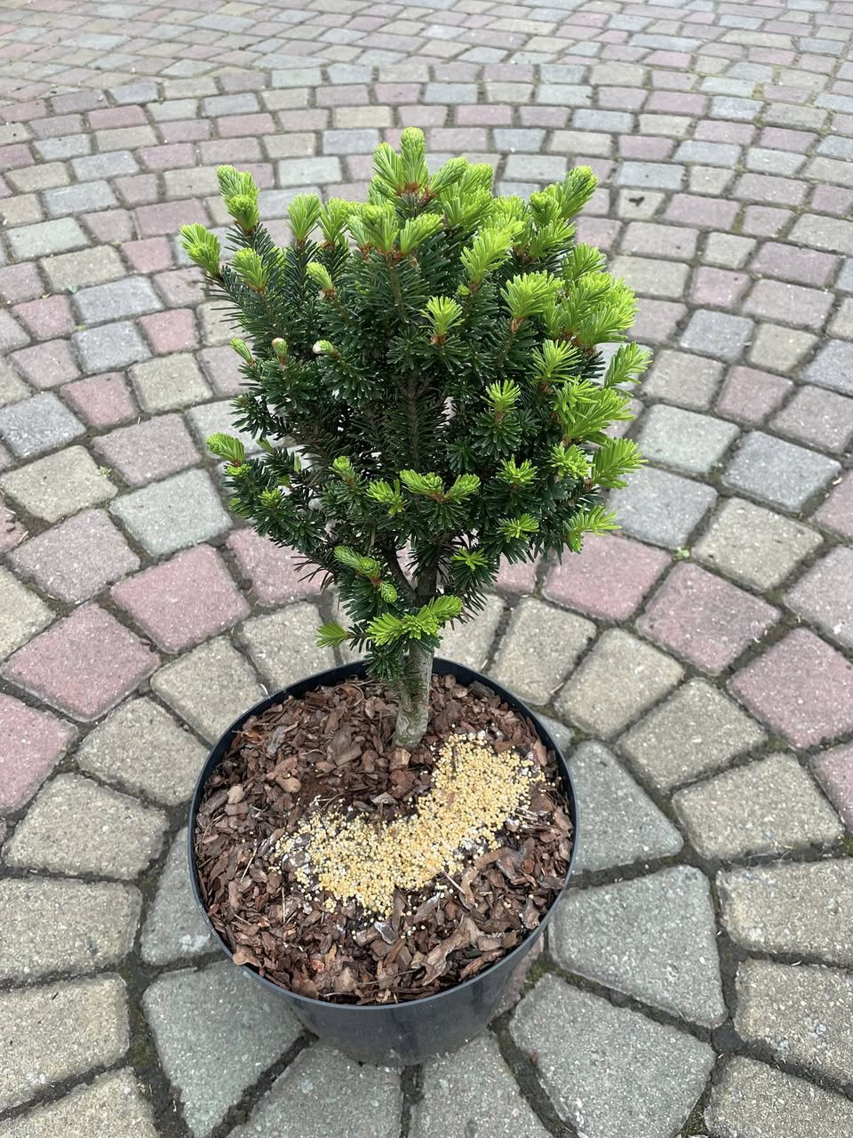 Ялиця біла 'Пірамідаліс' (Abies alba 'Pyramidalis')