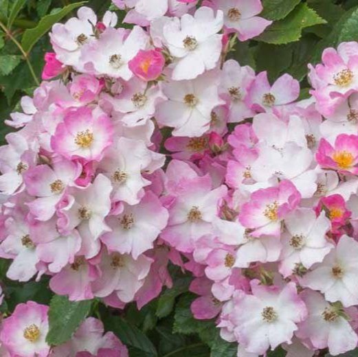 Балерина (Ballerina)