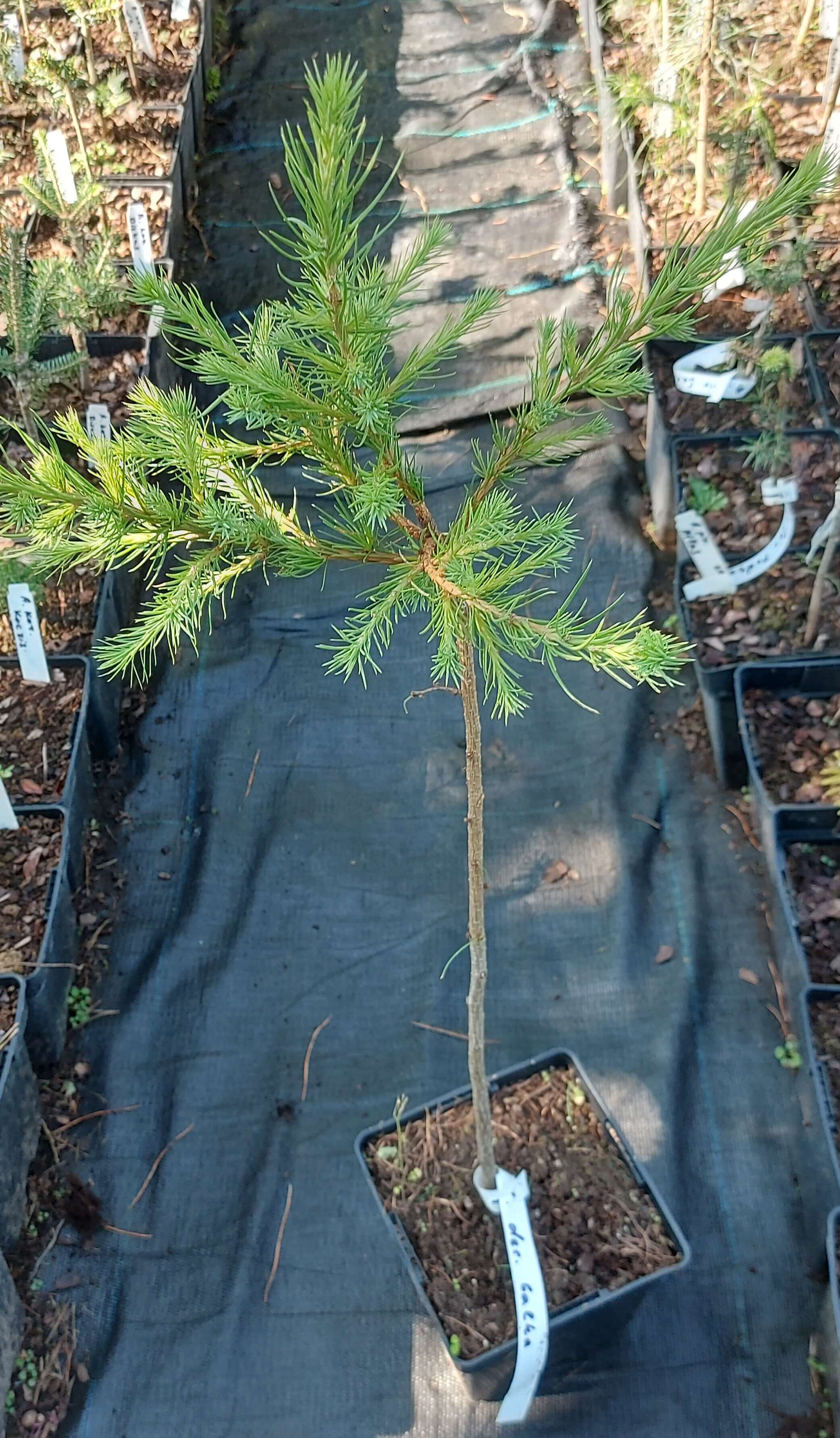 Модрина європейська "Галка" Larix kaempferi 'Galka'