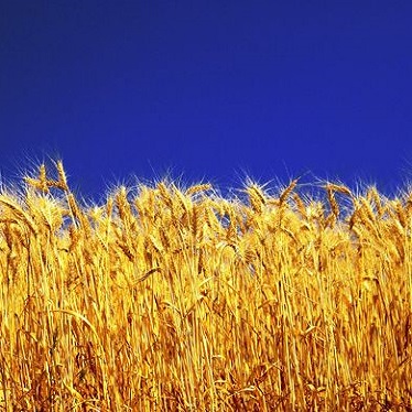 Виробники зернових культур - 10 502 компанії