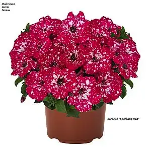 Петунія ампельна Surprise 