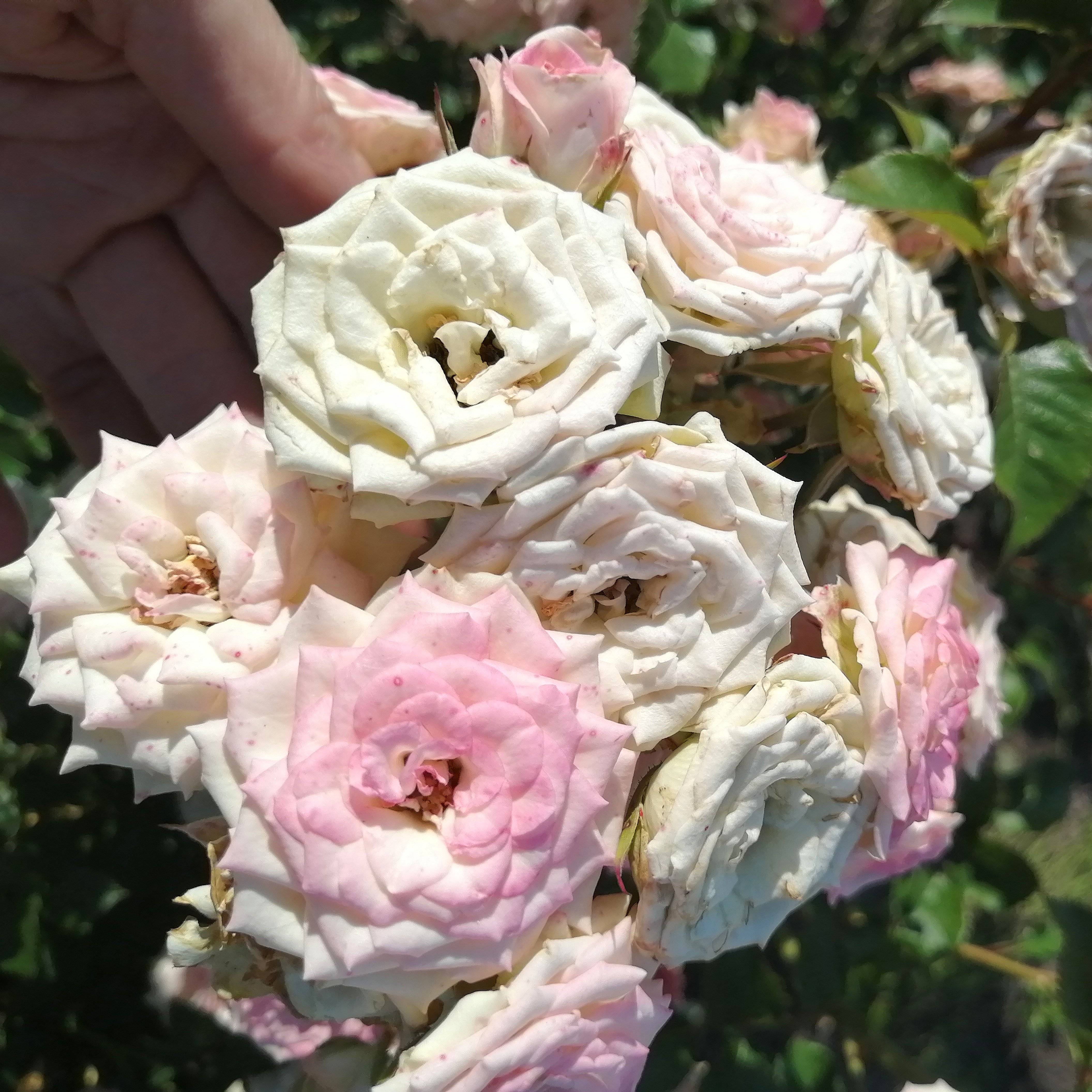 КРЕМ ТВІСТЕР ( Cream Twister) сучасний спрей