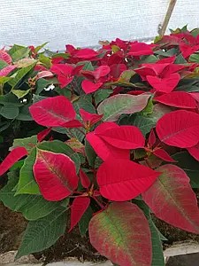 Пуансетія Premium Red (в горщику р.12).