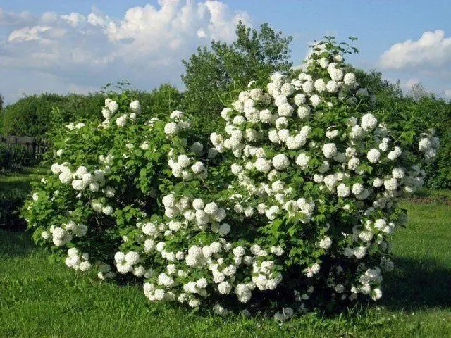 🌿 Калина Бульденеж (Viburnum opulus 'Boulevard')
