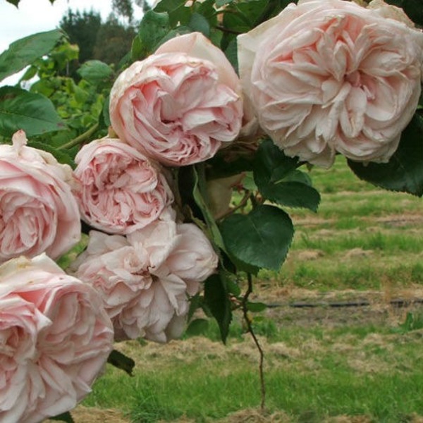 Сувенир де ля Мальмезон (бурбонські) Souvenir de la Malmaison