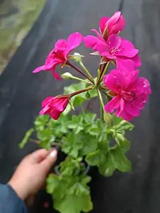 Пеларгонія ампельна Moonflair Dark Pink (в горщику р.9)